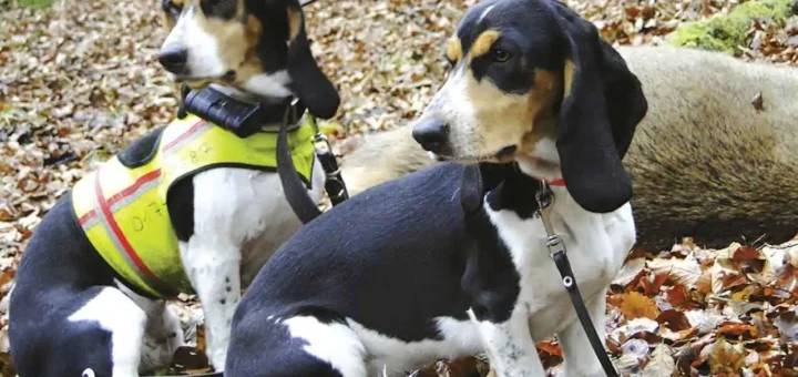 Chien Rapprocheur Voie Unique Sanglier À Vendre : Prix Et Conseils