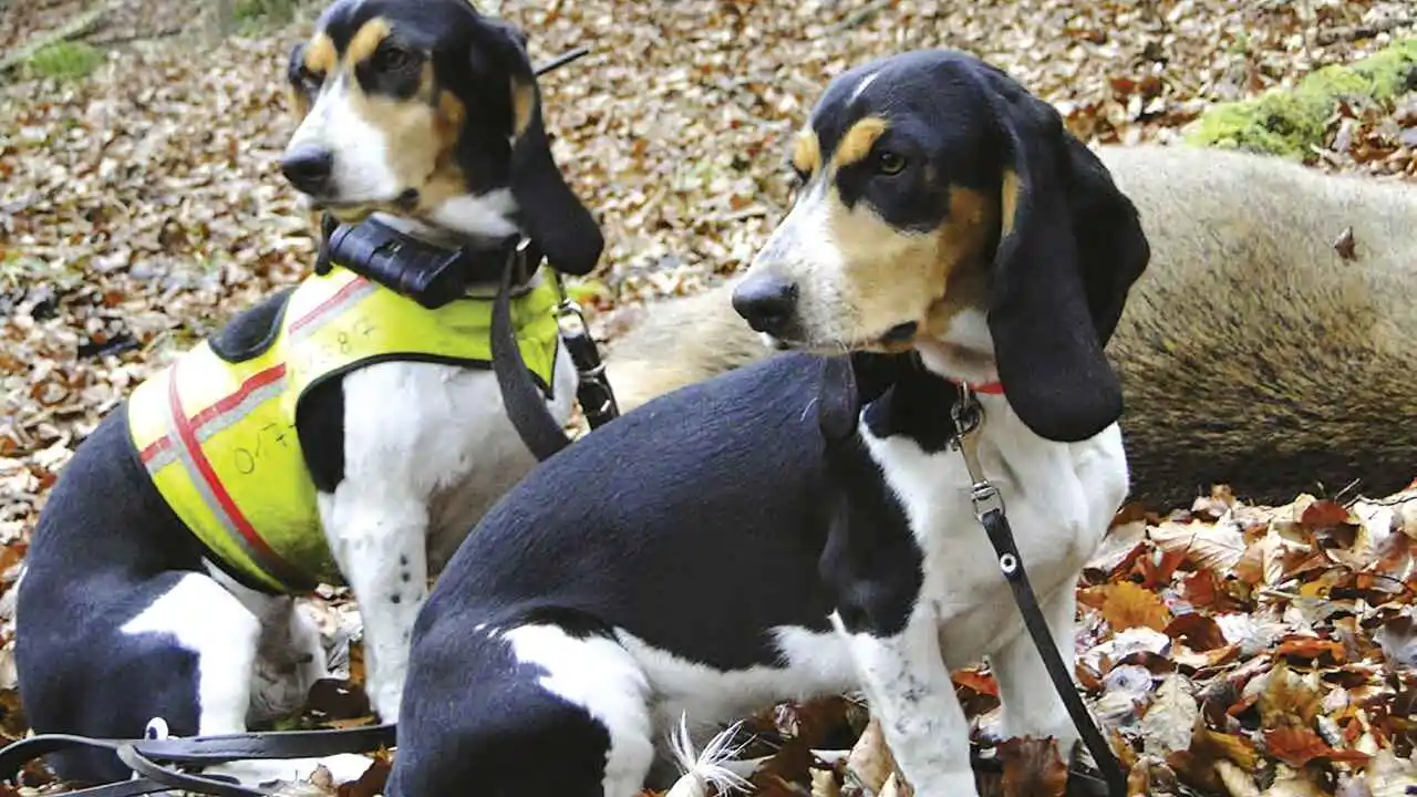 Chien Rapprocheur Voie Unique Sanglier À Vendre : Prix Et Conseils
